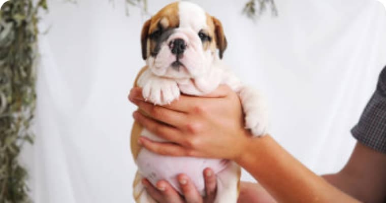 How to introduce your pup