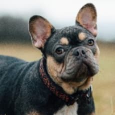 Dog with rare color