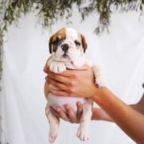 Puppy on the hands