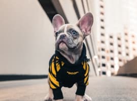 French dog wear a sweater