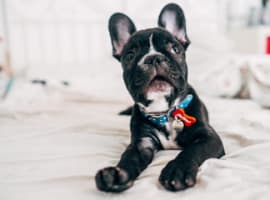 French dog wear a sweater