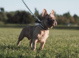 French dog wear a sweater