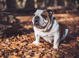 French dog wear a sweater