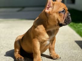 French dog wear a sweater