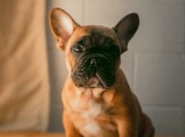 French dog wear a sweater