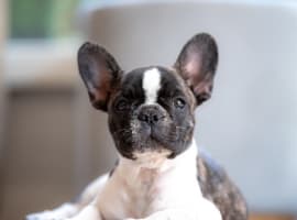 French dog wear a sweater